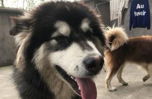 Alaska Begins an 'Old Age' Life, Sleeping Inside and Enjoying the Sun in the Yard