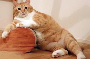 Cat Raising Tutorial: How to Choose a Suitable Cat, Cat Breed Brief Introduction