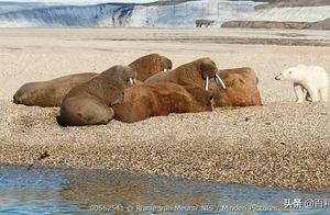 Battle of Giants in the Ice Kingdom – Analysis of Predation between Polar Bears and Seals