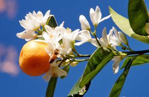 Yang Wanli's Late Spring and Light Summer on West Lake: Orange Blossoms in Bloom, Like Snow, Fragrant Breeze