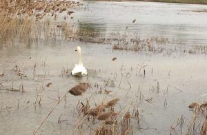 After a White Goose Fell from the Sky...