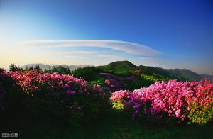 The Rhododendron Patches in Nan'sha Dagang Forest Park