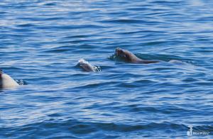 What is it Like to Swim with Endangered Wild Animals Around the World? Cute or Scary?