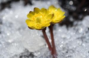Ice Flowers Bloom, Welcoming Spring