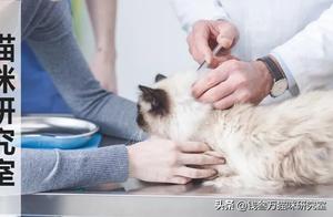 Stop Over-Vaccinating Cats – One Vaccination is Enough for a Lifetime!