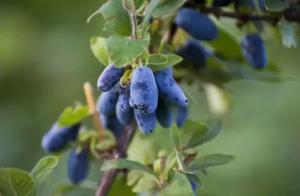The 4 Most Expensive Blue Fruits in the World - Can One Bite Offset a Year's Salary?