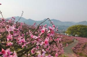 First in the World Peach Garden