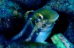 Water-dwelling Rabbitfish (130): Shorthead Rabbitfish (Ambon)