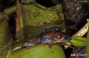 The Most Unique Frog: It Develops Directly into a Frog Without a Tadpole Stage, and Its Sound Resembles Insect Chirping