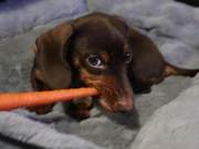 Did the Dog Become a Rabbit? Dachshund Loves Carrots and Becomes a Promotional Ambassador