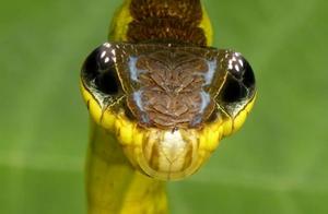 Mimicry Caterpillar: I Can Imitate Your Face and Also Your Movements