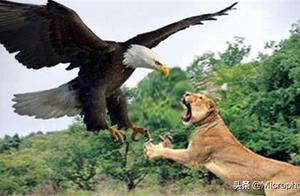 The Largest Eagle in the World, Standing Over 2 Meters Tall, Feeds on Lions, and Can Live as Long as Humans