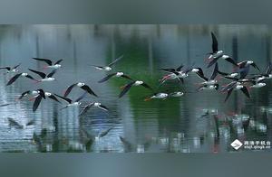 Tall and Slender Physique! ‘Beautiful Girl’ Bird Flock Spotted in Shangzhou