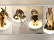 Why do dolphins and sharks have streamlined bodies like sharks? Convergent Evolution tells us!