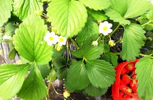 Wujiye: Strawberry Picking Enters Peak Season as Large Groups of Pickers Share ‘Berry’ Good Lives