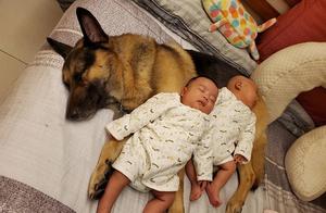 Two Small Owners Cuddle in a Wolfdog's Embrace, Becoming Their Pillows – A Heartwarming Scene