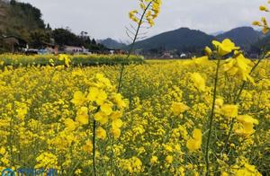 The Fragrance of Rape Flowers Spreads Across the Land: A ‘Spring Scene’ Painted by the Rural Landscape