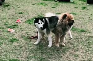 Husky vs. Persian Cat Fight, Completely Dominated by the Opponent, Touching Style