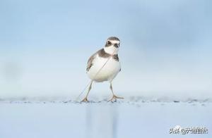 A Strange Scene of Seabirds Eating Worms: Engaging in a 'Tug-of-War' Battle to Catch Over 10 Centimeter Sandworms