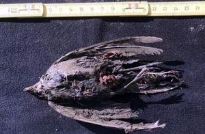 The 4.6-Million-Year-Old Bird Skeleton Reappears – A Troubling Sign