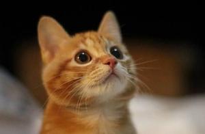 Orange Cat Pregnant for 75 Days Without Giving Birth, After Giving Birth: Is It a Teddy?