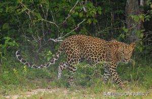 Photographer's 20-Year Pursuit of the Sri Lankan Leopard: I've Become Utterly Addicted