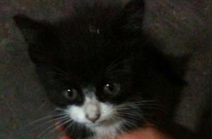 Found a Stray Kitten, Girlfriend Complained About Its Ugly Appearance and Wanted to Give It Away, Grandfather Then Hugged It Tightly: Made a Huge Profit