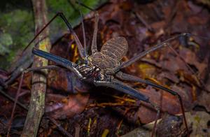 An Existing Paradox – Whip-tailed Scorpion: It’s a Misidentification