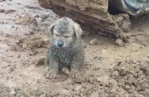 Muddy Puppy Begs for Adoption – Driver 'Recruits' and 'Cleans' It