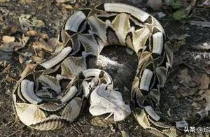 This snake gained so much weight that it crawled up like a caterpillar, provoking the animals that challenged it to suffer bitterly.