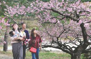 Footprints in Peach Blossom Source