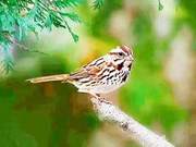 The Sparrow's Fasting