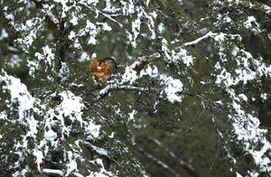 Over 100 Sichuan Golden Monkeys Spotted Playing in Snow in Baxiang County