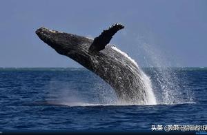 What is Whale Fall? And What Role Does it Play?