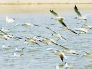 Chaquans Scenic Area Million Migratory Birds Soar