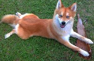 Husky and Pomeranian Fall in Love and Give Birth to a Stunning 'Fox', Amazing!