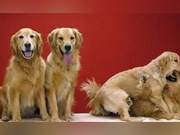 What Foods Are Best for Young Golden Retrievers? This Knowledge You Need