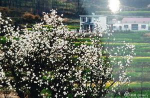 Hai Lou Yong's Spring