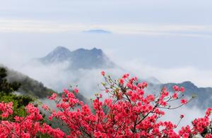 April, a tree of flowers blooms, a tree of warmth