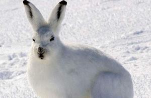 Giant Arctic Hare