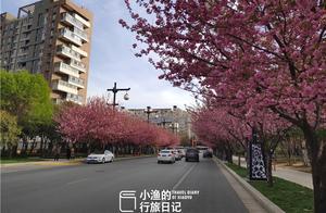 This is the Most Beautiful Cherry Blossom Avenue in Xi'an! 2 Kilometers Long, Fewer Crowds, Beautiful Scenery – Have You Been?