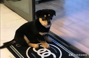 After Six Months, Still Unable to Forget Encountering a Similar Dog on the Road