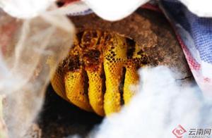 Yunnan Fengqing: Ten Miles of Spring Sunshine, Honey Fragrance Floats
