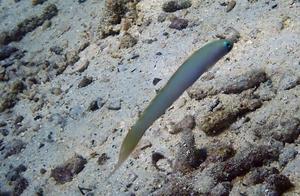 Water-Bound Sea Fish (91) - Dartfish (1): Cream Dartfish