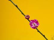Like Flowers, Life Blooms and Wanes: The Natural Rhythm of Existence