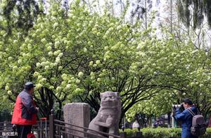 Nanjing Wuchangmen Park Hydrangeas in Full Bloom: 'White Sea of Flowers' Perfect Display