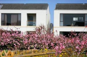 Ten Miles of Peach Blossoms Reflecting the Spring Light; Yellow Peach Town (Wu Fangcun) Officially Opens for Business!