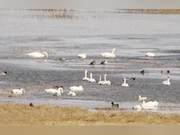Thousands of Migratory Birds Arrive at Hulun Lake Nature Reserve