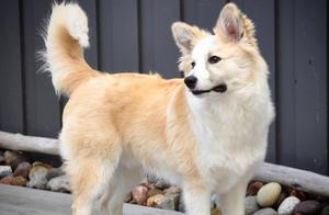 Icelandic Sheepdog, Facing Extinction Despite Its Adaptation to Ice and Snow