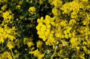 Every Spring, Inspiration Strikes: Admiring Rape Flowers in Innerqiao - A Hidden Paradise!